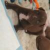American bully puppies ready in June