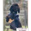 Black toy poodle puppies