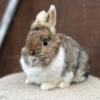 Netherland Dwarf Rabbit (female) Pet Only