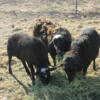 Hair Sheep (Breeder Rams) For Sale