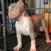 American bully XL MALES AND FEMALES .ABKC REGISTRATION. $450 ea.