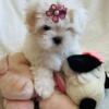 Cuddly Maltese Available. (MSG 