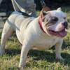 8 month old Extreme American Bully Male available