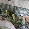 English Parakeets For Sale