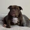 American/Exotic Bully Male Pup