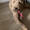 Puma a 1 year old Red Golden Doodle 2nd Generation - Great with kids. Spring, TX 77373