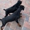 European Doberman Puppies: Betelges/Noblesshof Champion Bloodlines