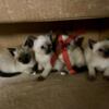 Snowshoe Siamese kittens - raised underfoot