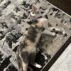 4 Month Old Domestic Shorthair Tabby Kitten Looking for a Loving Home