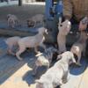 3/4 Cane Corso, 1/4 Great Dane puppies