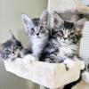 Maine Coon Kittens TICA registered Euro Lines
