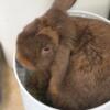 chocolate male Holland Lop