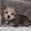 Chubbs - AKC Blonde Yorkie Male Puppy - Ready To Go!