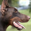 European Doberman Pups: Betelges/Noblesshof Champion Bloodlines