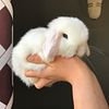 Beautiful Purebred Holland Lop Baby Bunnies