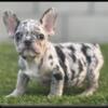 Tri French bulldogs rehoming