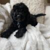 Goldendoodle puppies ready nowDNA tested