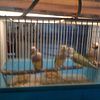 Young and healthy gouldian finches need good home