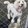 poodle female 11 months intact