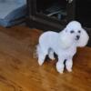 Beautiful female cream toy poodle six pounds price negotiable needs great home ONLY 1000 obo