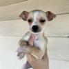 Puppies looking for a new home / chihuahua mix *Update