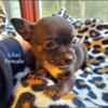 Brindle and Black Female Chihuahua Puppy