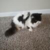 Persian adult cats for sale