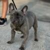 Male French Bulldog Pet Only