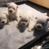 AKC West Highland Terrier Puppies