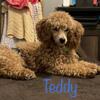Male red/apricot toy/mini poodle proven stud