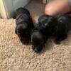Dachshund Puppies 3 Males and 2 Females