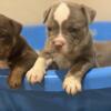 Pocket bully pups for sale