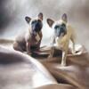 AKC French Bulldog Stud service available - AI only