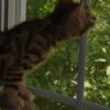 Beautiful Bengal Kittens  For sale