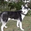 4 Siberian Husky Girl Pups Available