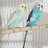 Young and Breeder parakeet