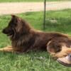 AKC intact liver and tan male 3 years old