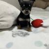 Athletic Teacup Chihuahua. (MSG 