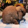 Beautiful Holland Lop doe now available