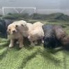 Shepadoodle puppies Rehoming