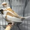 SOLD - MALE SOCIETY FINCHES