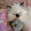 Cfa Persian  Himalayan kittens