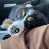 AKC Certified/ 5 month old Female Bernese Mountain Dog