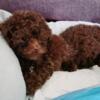 Toy poodle puppies- 1 left!