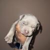 Beautiful Pitbull Puppy
