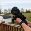 For Sale - Bella Female Toy Poodle