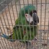 Female Severe macaw OPEN TO TRADE