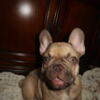 Purebred Frenchies for sale