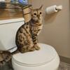 Bengal kittens due at the end of May