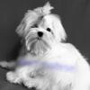 I sell a Maltese lapdog puppy (Maltese 5 months old